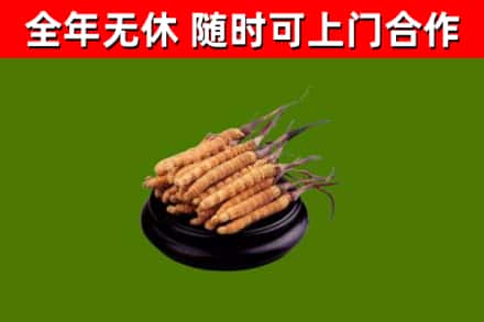 津南烟酒回收冬虫夏草.jpg