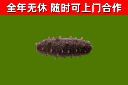 津南烟酒回收干海参.jpg